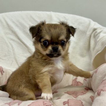 チワワ(ロング)【千葉県・男の子・2025年9月17日・レッドセーブル&ホワイト】の写真「愛嬌のあるお顔」