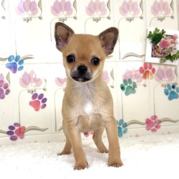 チワワ(スムース)【千葉県・男の子・2024年11月24日・レッド】の写真「オレンジ色の男の子」