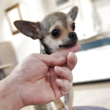 チワワ(スムース)【千葉県・女の子・2024年11月24日・レッドセーブル】の写真「侘び寂びカラーの女の子」