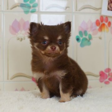 チワワ(ロング)【千葉県・男の子・2024年12月1日・チョコレート】の写真「可愛い男の子」