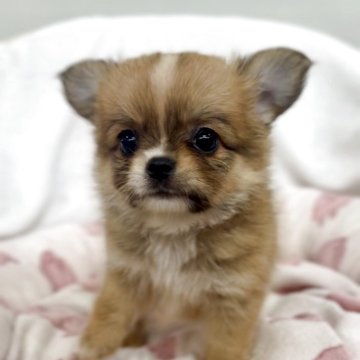 チワワ(ロング)【千葉県・男の子・2025年6月18日・レッド&ホワイト】の写真「ぬいぐるみのような可愛い男の子」