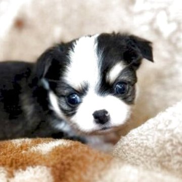 チワワ(ロング)【千葉県・男の子・2025年5月1日・ブラックタン&ホワイト】の写真「ブラックのハスキーカラーです」