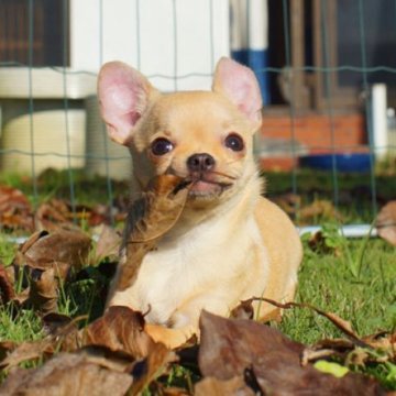 チワワ(スムース)【千葉県・女の子・2024年8月1日・レッド】の写真「みかん色」