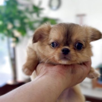 チワワ(ロング)【千葉県・男の子・2025年6月30日・レッドセーブル&ホワイト】の写真「おとぼけ顔のブサカワチワワ」