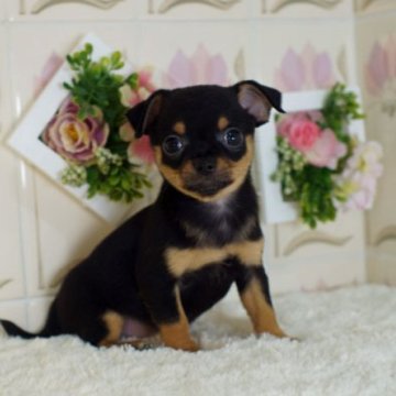 チワワ(スムース)【千葉県・男の子・2024年9月25日・ブラックタン】の写真「丸顔の男の子」