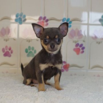 チワワ(スムース)【千葉県・女の子・2024年9月25日・ブルー&タン】の写真「可愛い女の子」