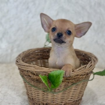 チワワ(スムース)【千葉県・男の子・2025年9月10日・レッド】の写真「かわいい」