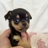 チワワ(スムース)