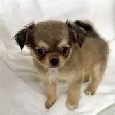 チワワ(ロング)