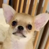 チワワ(スムース)