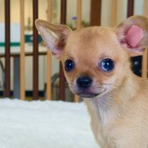 チワワ(スムース)