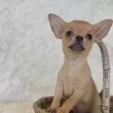 チワワ(スムース)