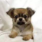 チワワ(ロング)