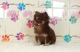 チワワ(ロング)【千葉県・男の子・2024年12月1日・チョコレート】の写真2