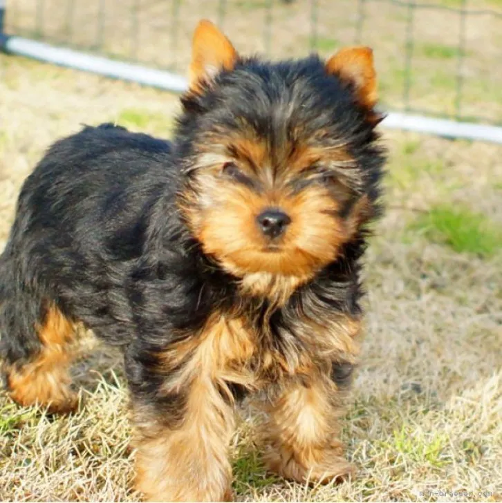 ユーミン 様のお迎えした子犬