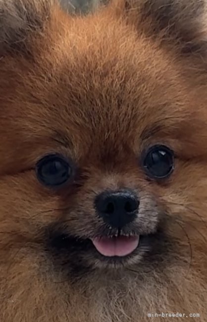 ポメラニアン【・男の子・2022年4月21日・オレンジセーブル】