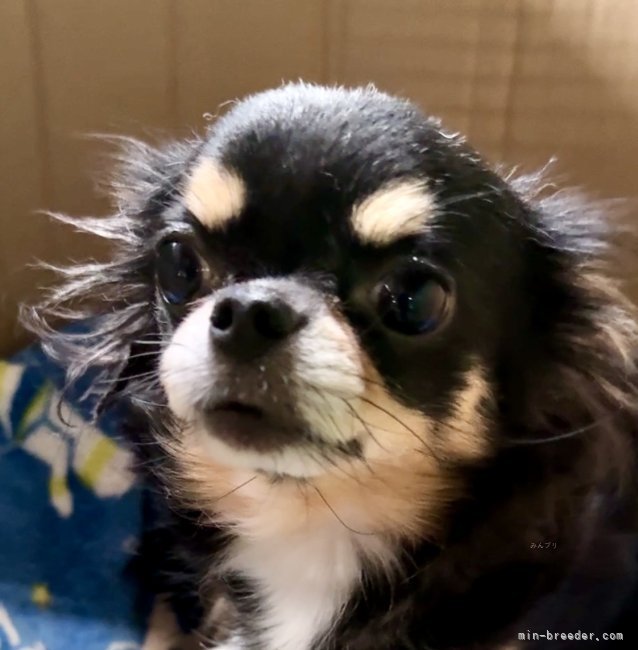 チワワ(ロング)【・女の子・2021年1月7日・ブラックタン&amp;ホワイト】