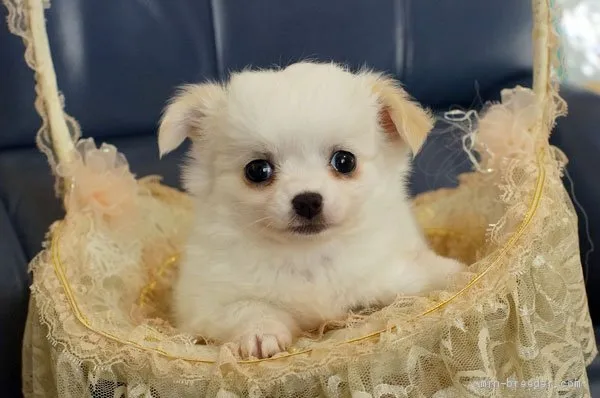 ID：2002-00511の子犬