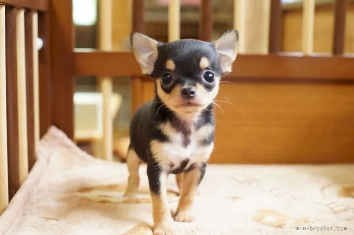 ID：1601-01529の子犬