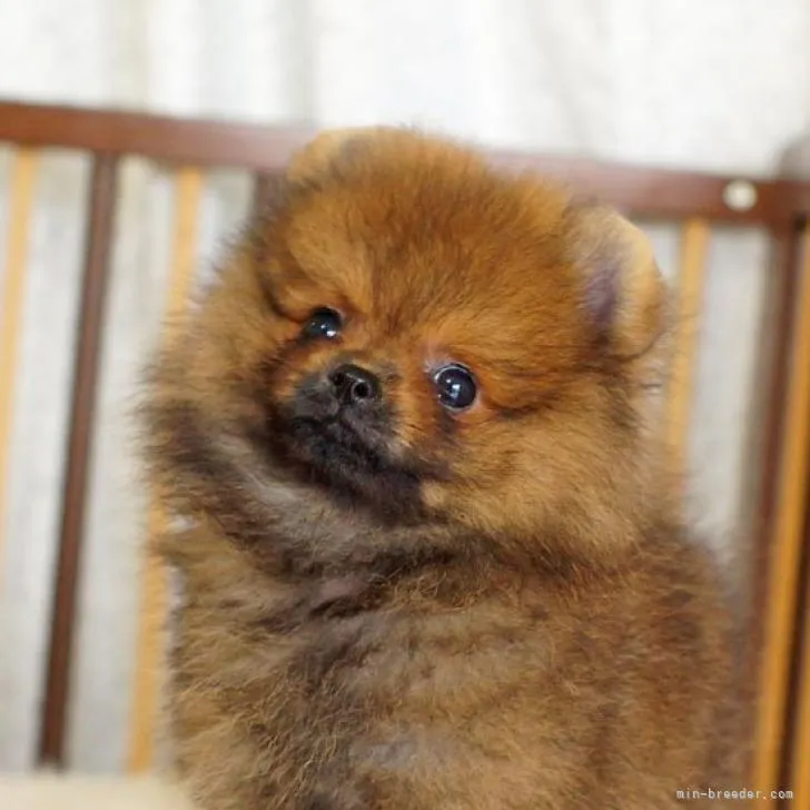 ID:2206-03567の子犬