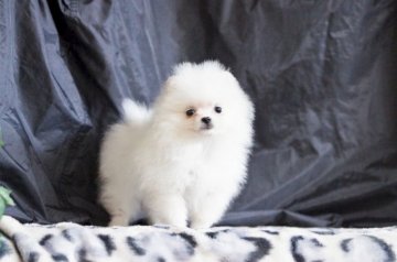 ポメラニアン【千葉県・男の子・2011年11月23日・ホワイト】の写真「」