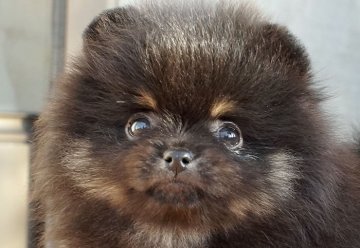 ポメラニアン【千葉県・男の子・2018年10月25日・ブラック&タン】の写真「先祖代々毛吹きの良い血統」