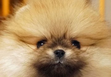 ポメラニアン【千葉県・女の子・2021年11月7日・ウルフセーブル】の写真「可愛い女の子」