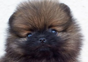 ポメラニアン【千葉県・女の子・2018年10月25日・オレンジセーブル】の写真「子狸？」