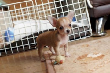 チワワ(スムース)【千葉県・男の子・2014年7月26日・フォーン&ホワイト】の写真「垂れ目が可愛い」