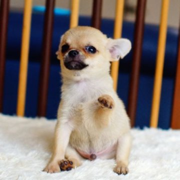 チワワ(スムース)【千葉県・男の子・2024年8月1日・フォーン】の写真「豆芝っぽい男の子」