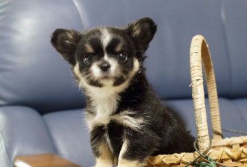 チワワ(ロング)【千葉県・男の子・2022年3月3日・ブラックタン・ホワイト】の写真「ひな祭り生まれのワンパク坊主」