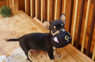 チワワ(スムース)【千葉県・男の子・2015年9月30日・ブラック&タン】の写真「」