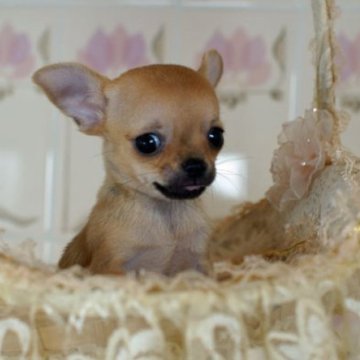 チワワ(スムース)【千葉県・女の子・2024年8月1日・レッド】の写真「小さな女の子」