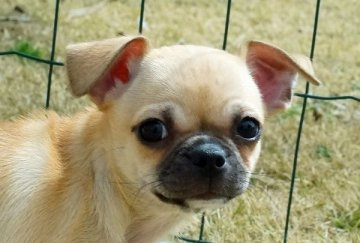 チワワ(スムース)【千葉県・男の子・2022年1月1日・レッド】の写真「ぶさかわ君」