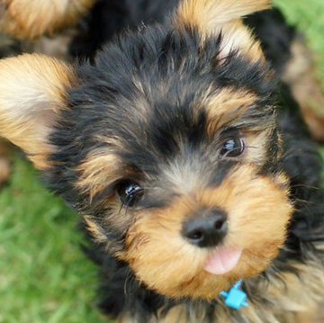 ヨークシャーテリア【千葉県・女の子・2022年4月5日・スチールブルー&タン】の写真「舌チロちゃん」