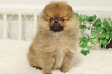 ポメラニアン【千葉県・女の子・2015年12月1日・オレンジ】の写真「」