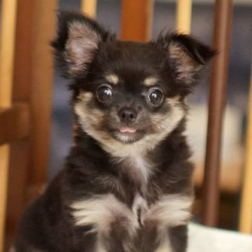 チワワ(ロング)【千葉県・女の子・2024年5月15日・ブラックタン】の写真「上品な瞳」