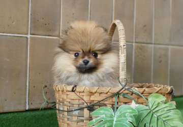 ポメラニアン【千葉県・男の子・2018年11月19日・オレンジ】の写真「綺麗なオレンジ色になります。」