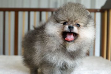 ポメラニアン【千葉県・男の子・2018年3月21日・ウルフセーブル】の写真「甘えん坊のわんぱく坊主」