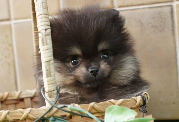 ポメラニアン【千葉県・女の子・2019年6月9日・ブラック&タン】の写真「人懐こい明るい性格の女の子」