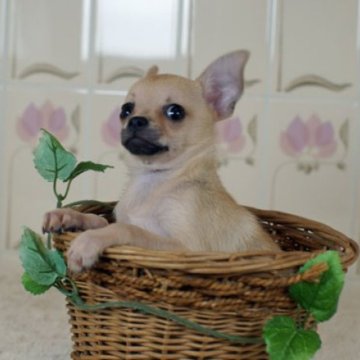 チワワ(スムース)【千葉県・男の子・2024年8月1日・フォーン】の写真「モデル体型の男の子」