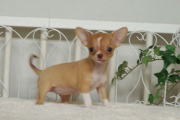 チワワ(スムース)【千葉県・女の子・2016年6月16日・チョコレートフォーン&ホワイト】の写真「」