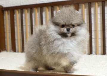 ポメラニアン【千葉県・男の子・2020年11月25日・ウルフセーブル】の写真「オシャレな毛色ウルフセーブル」