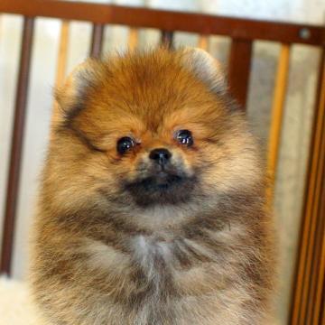 ポメラニアン【千葉県・女の子・2022年4月9日・オレンジセーブル】の写真「可愛い」