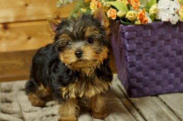 ヨークシャーテリア【千葉県・男の子・2014年8月25日・スチールブルー&タン】の写真「」