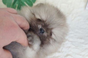 ポメラニアン【千葉県・男の子・2015年12月25日・ウルフセーブル】の写真「」