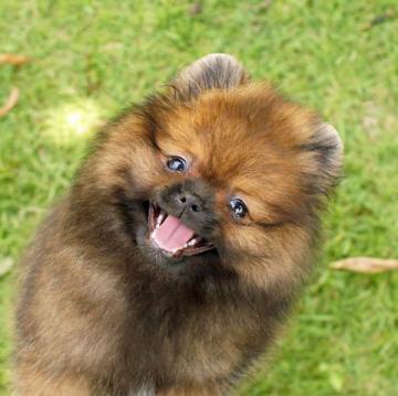 ポメラニアン【千葉県・男の子・2022年4月9日・オレンジセーブル】の写真「子狸❔」