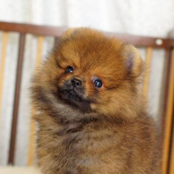 ポメラニアン【千葉県・男の子・2022年4月9日・オレンジセーブル】の写真「いいね！」