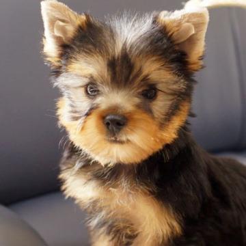 ヨークシャーテリア【千葉県・男の子・2022年7月7日・スチールブルー&タン】の写真「丸顔の男の子」