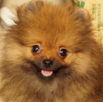 ポメラニアン【千葉県・男の子・2022年4月21日・オレンジセーブル】の写真「可愛い男の子」